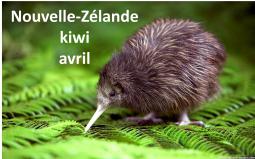 Nouvelle-Zélande - Kiwi 04/2019
