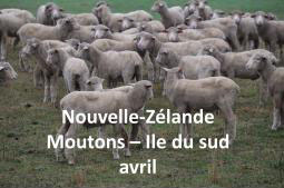 Nouvelle-Zélande - Moutons Ile du Sud 04/2019